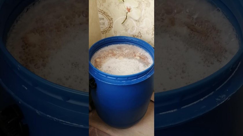 Брага на пшенице для самогона