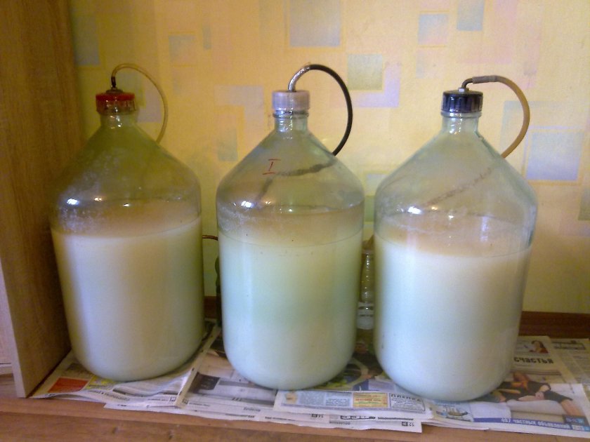 Брага из сахара