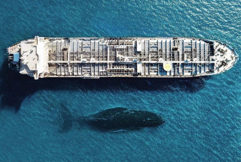 Кит и корабль