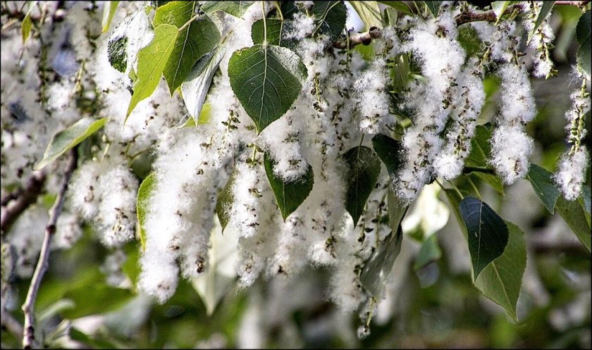 Тополиный пух семена