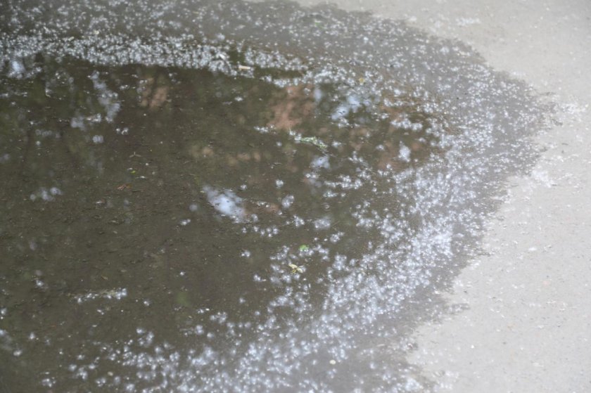 Намокший пух собака