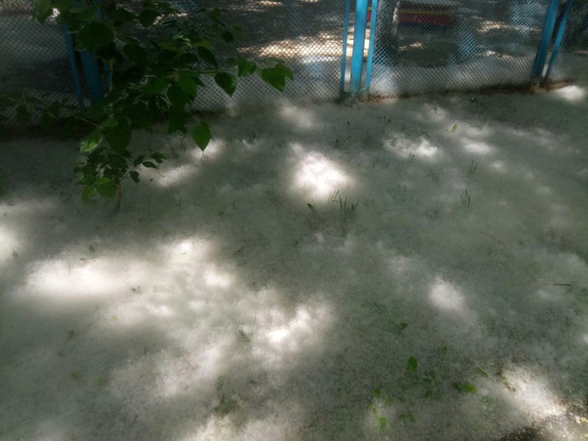 631 Тополиный пух