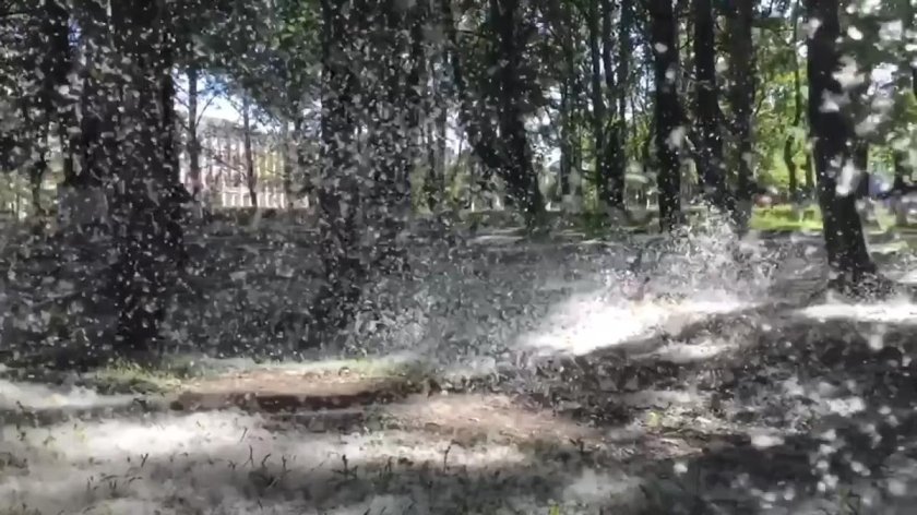 Тополиный пух Северодвинск