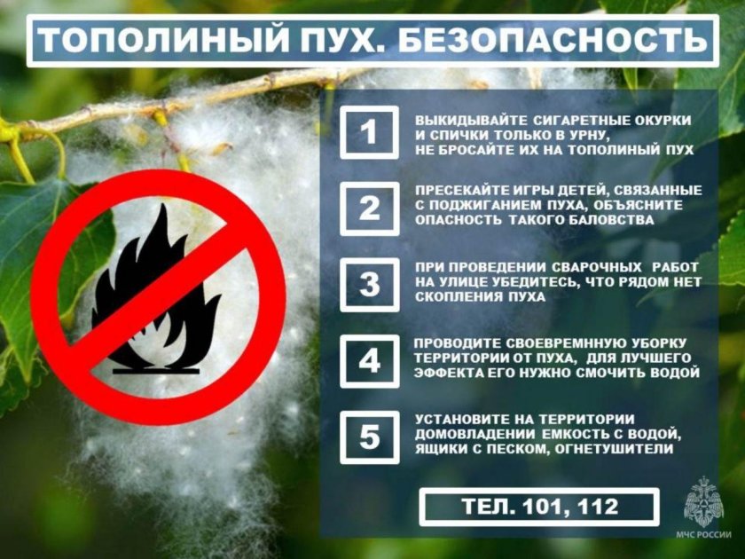 Тополиный пух