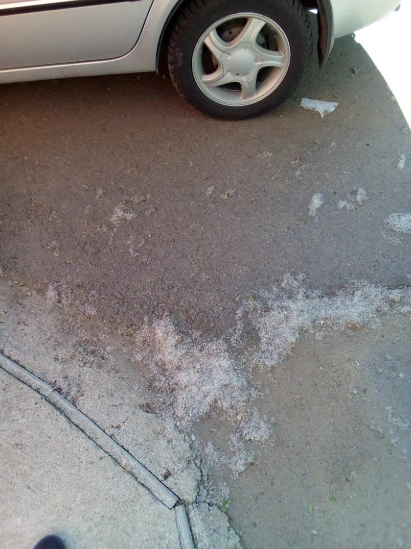 Калина Тополиный пух