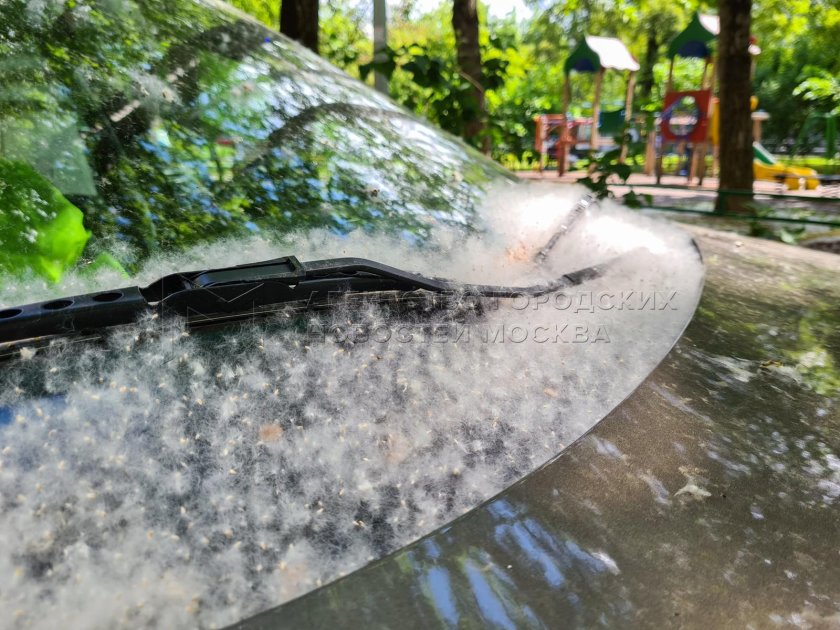 Пух в Москве