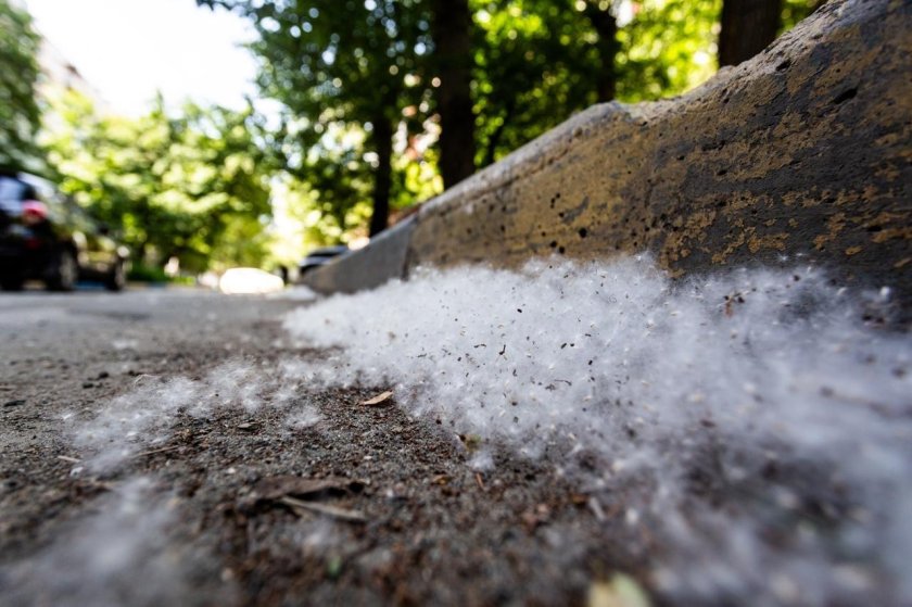 Тополиный пух