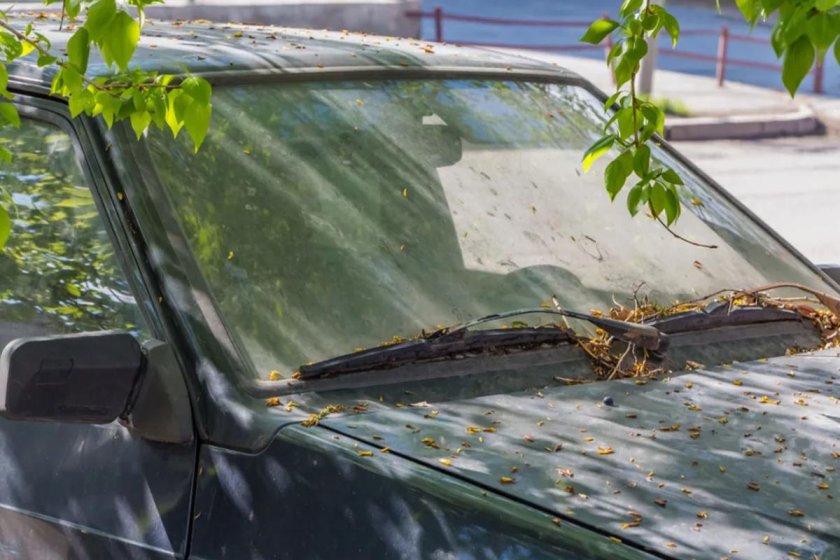 Тополиные почки на машине