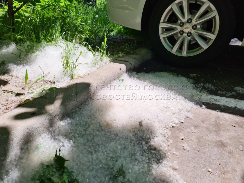 Тополиный пух