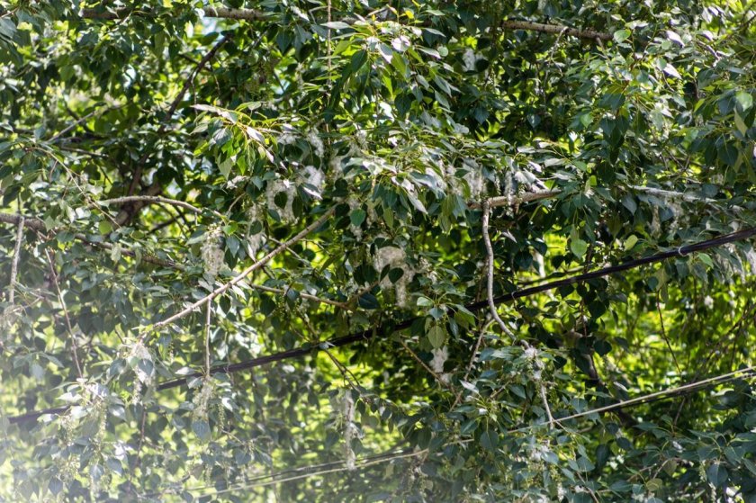 Тополиный пух в Новосибирске