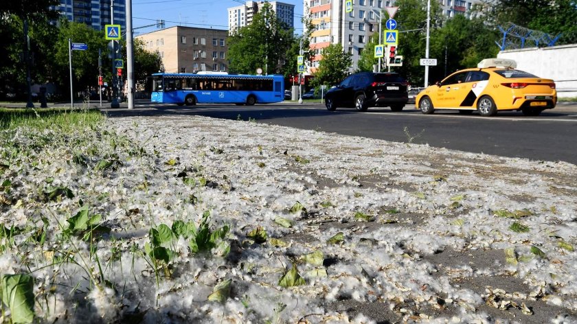 Тополиный пух