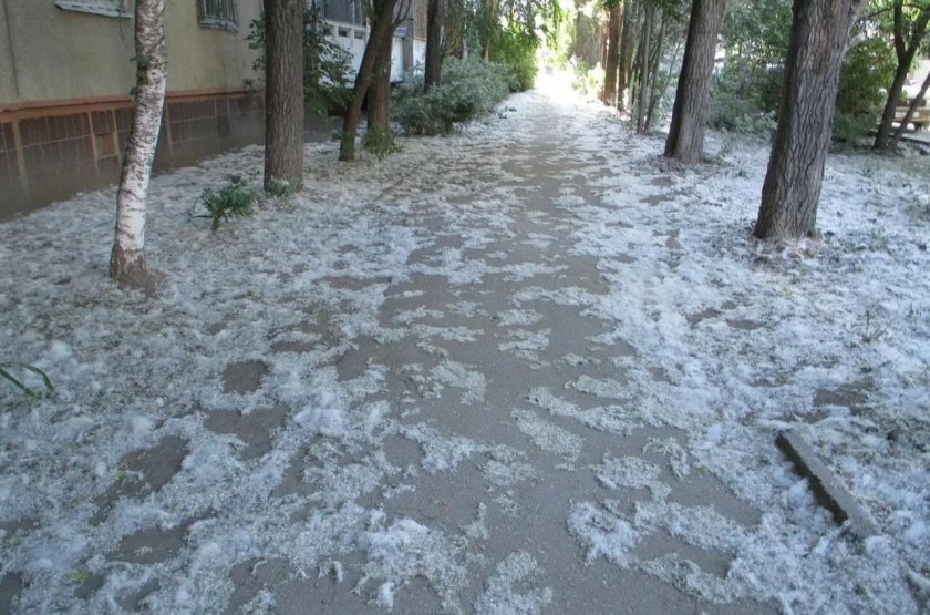 Тополиный пух