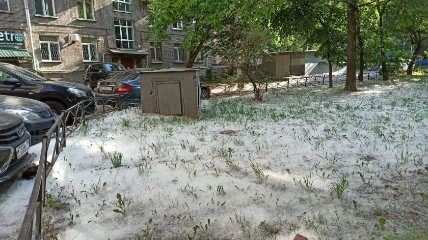 Тополиный пух в Питере