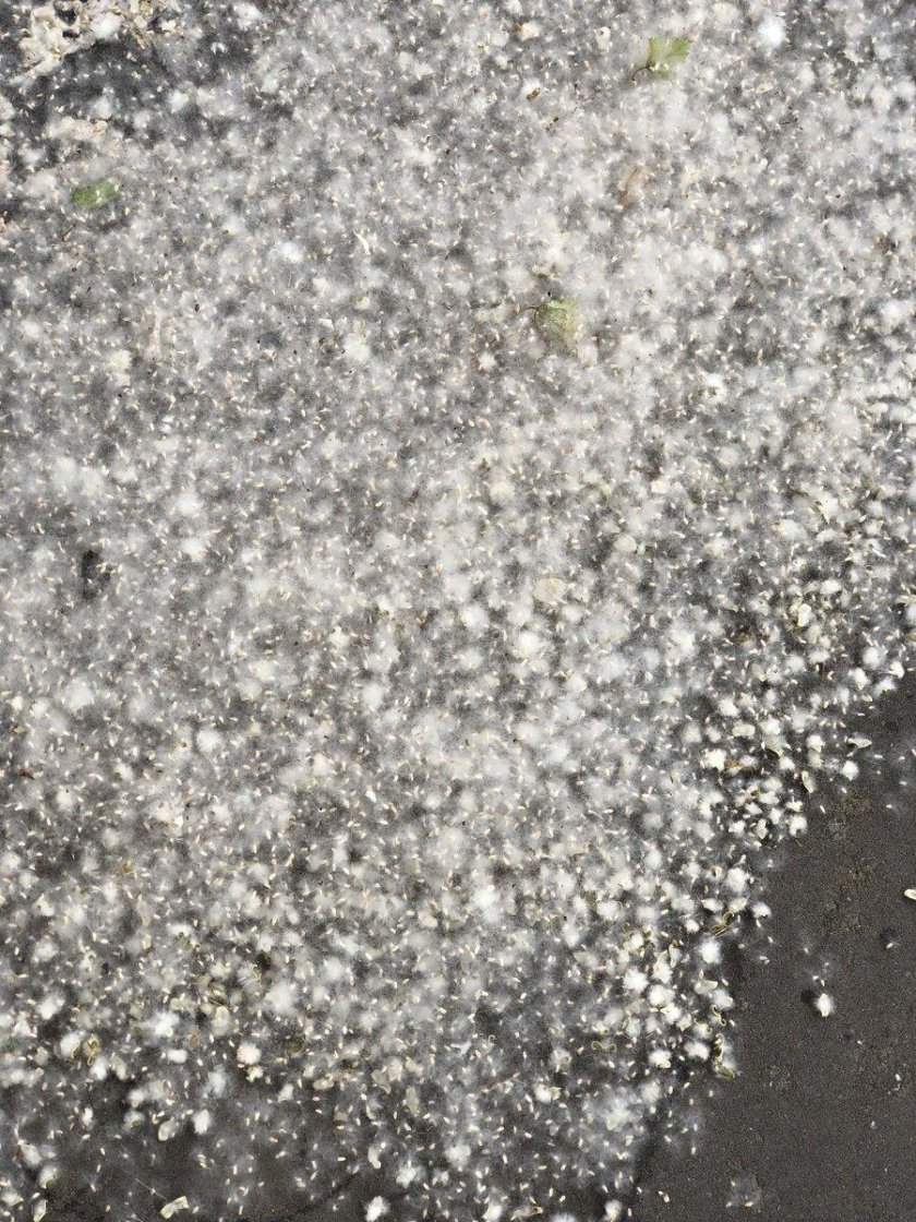 Тополиный пух