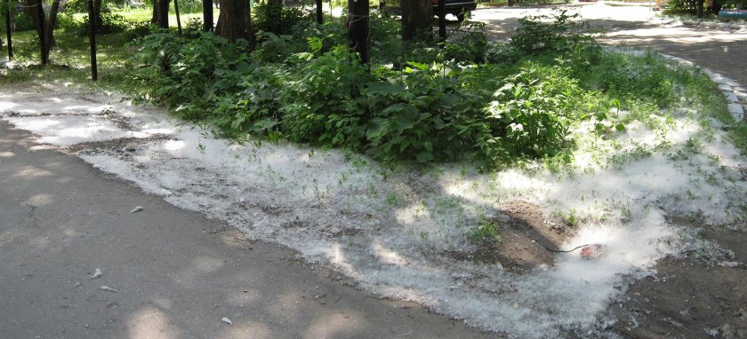 Тополиный пух жара июль