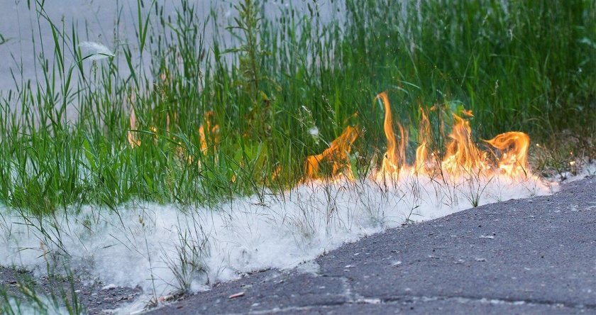 Тополиный пух пожарная безопасность