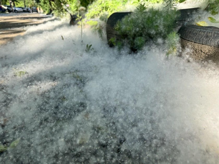 Тополиный пух летит