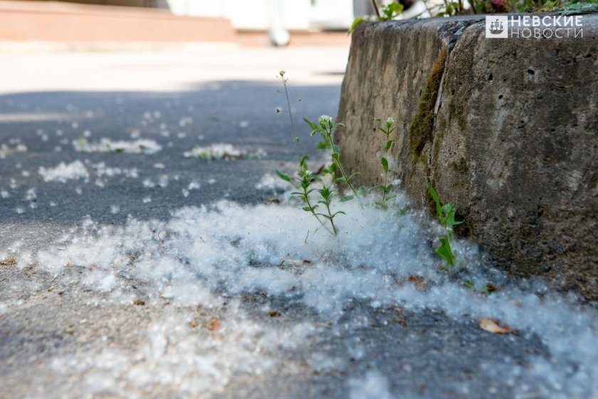 Тополиный пух