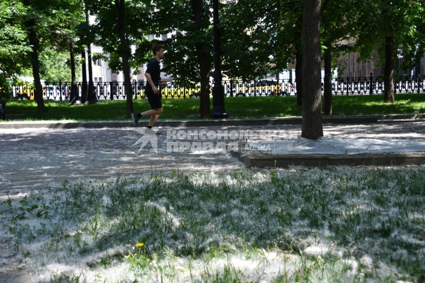 Тополиный пух