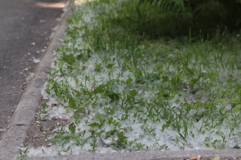 Тополиный пух 2023