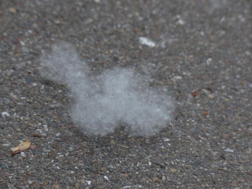 Семена пух тополя