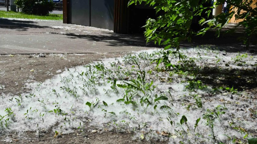 Тополиный пух