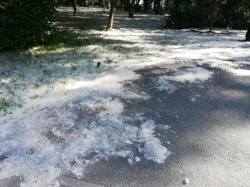 Тополиный пух Тюмень