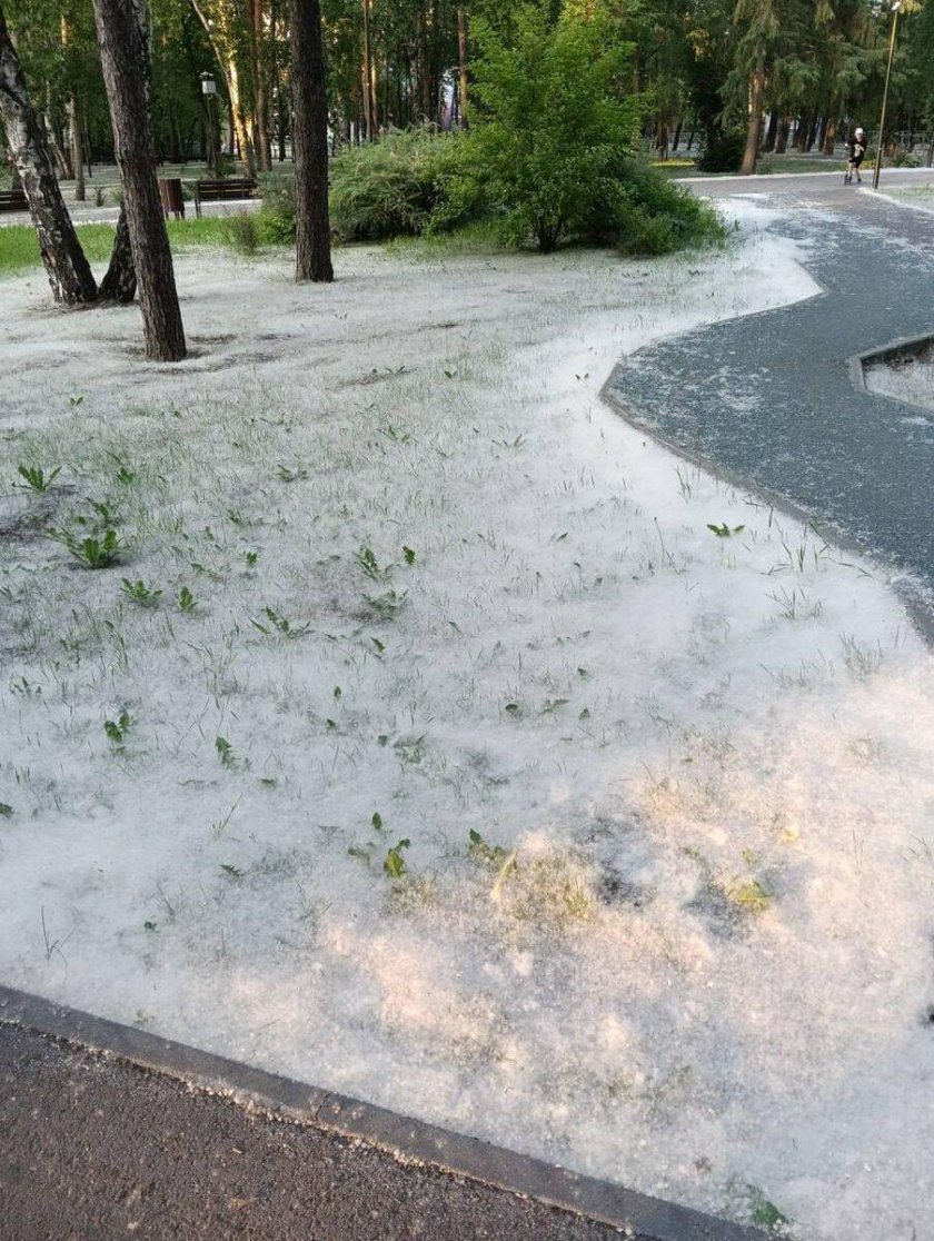 Тополиный пух в новосибирске