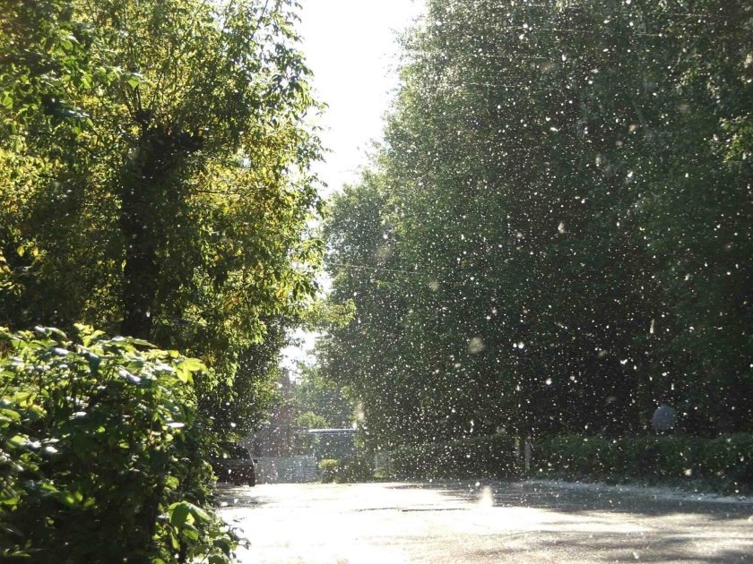 Лето Тополиный пух