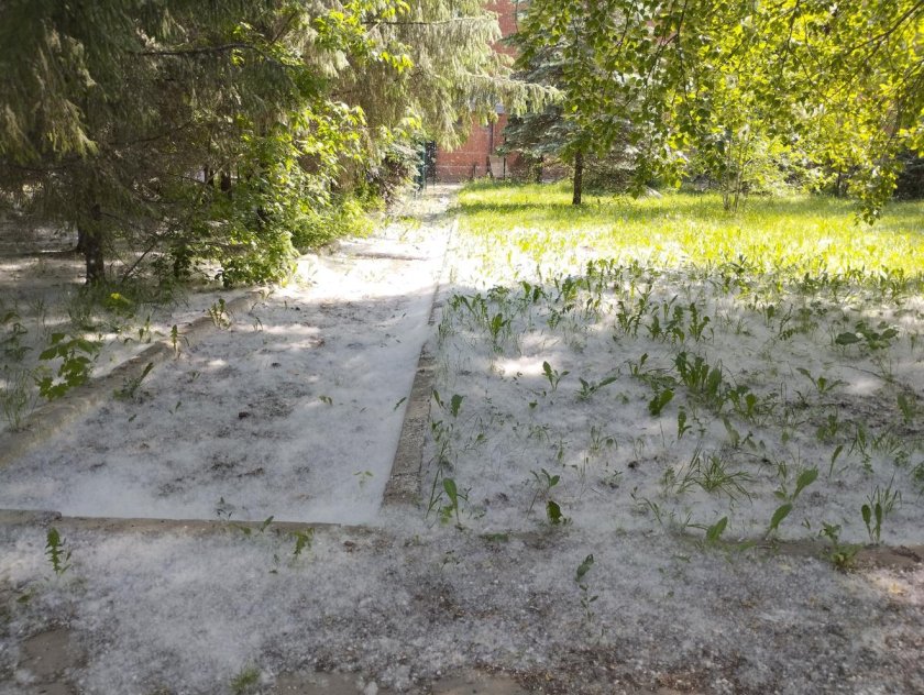 Тополиный пух жара июнь