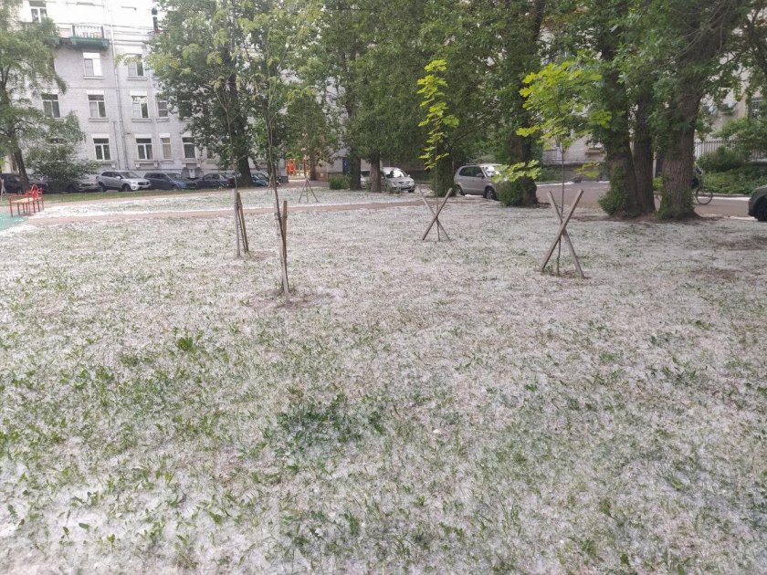 Тополиный пух в Питере