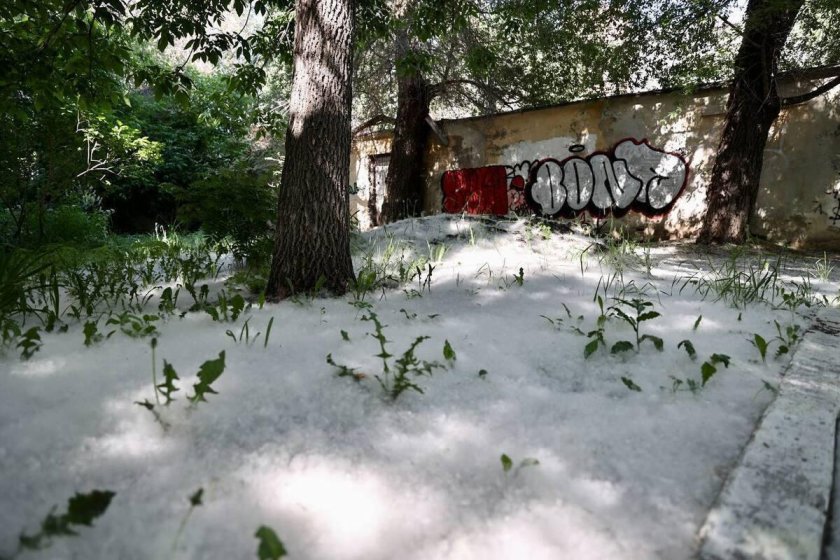 Сезон тополиного пуха