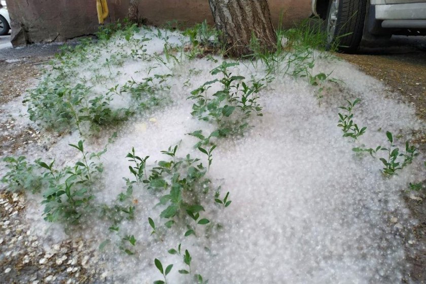 Тополиный пух