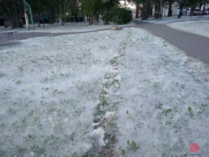 Архангельск Тополиный пух