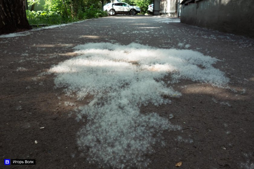 Тополиный пух Томск