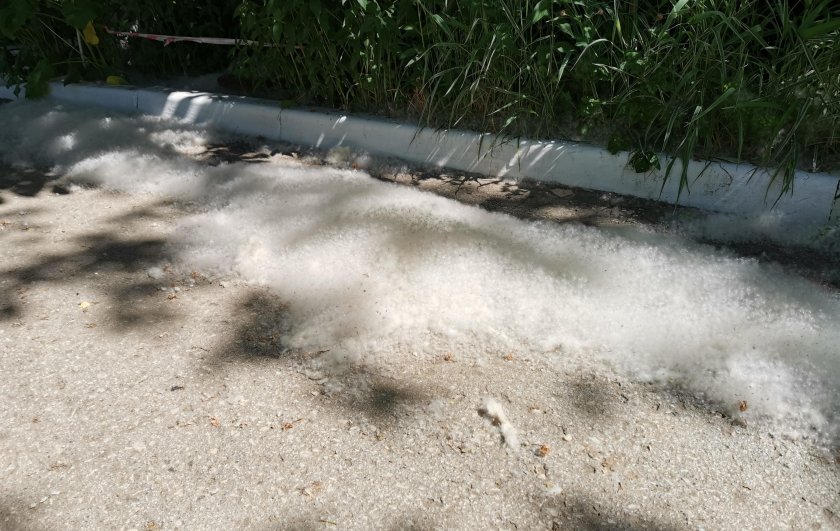 Тополиный пух