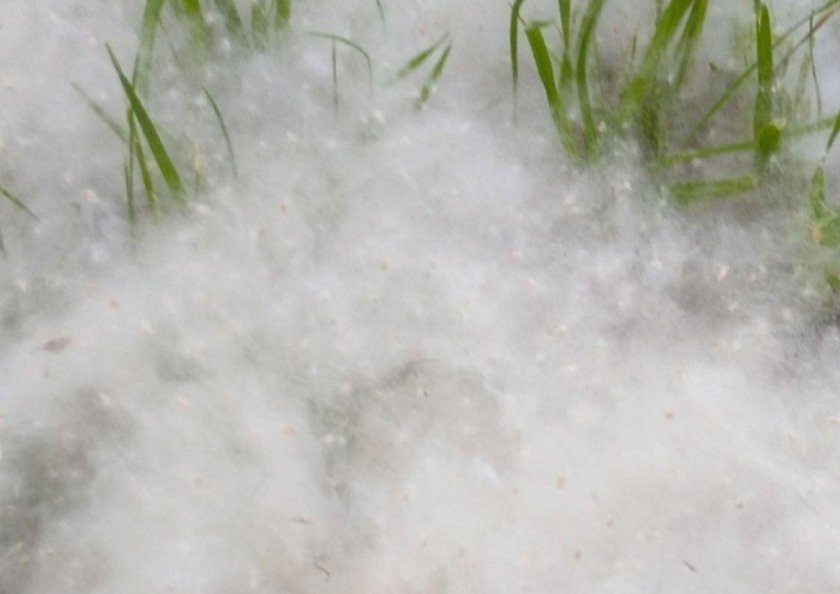 Тополиный пух рисунок