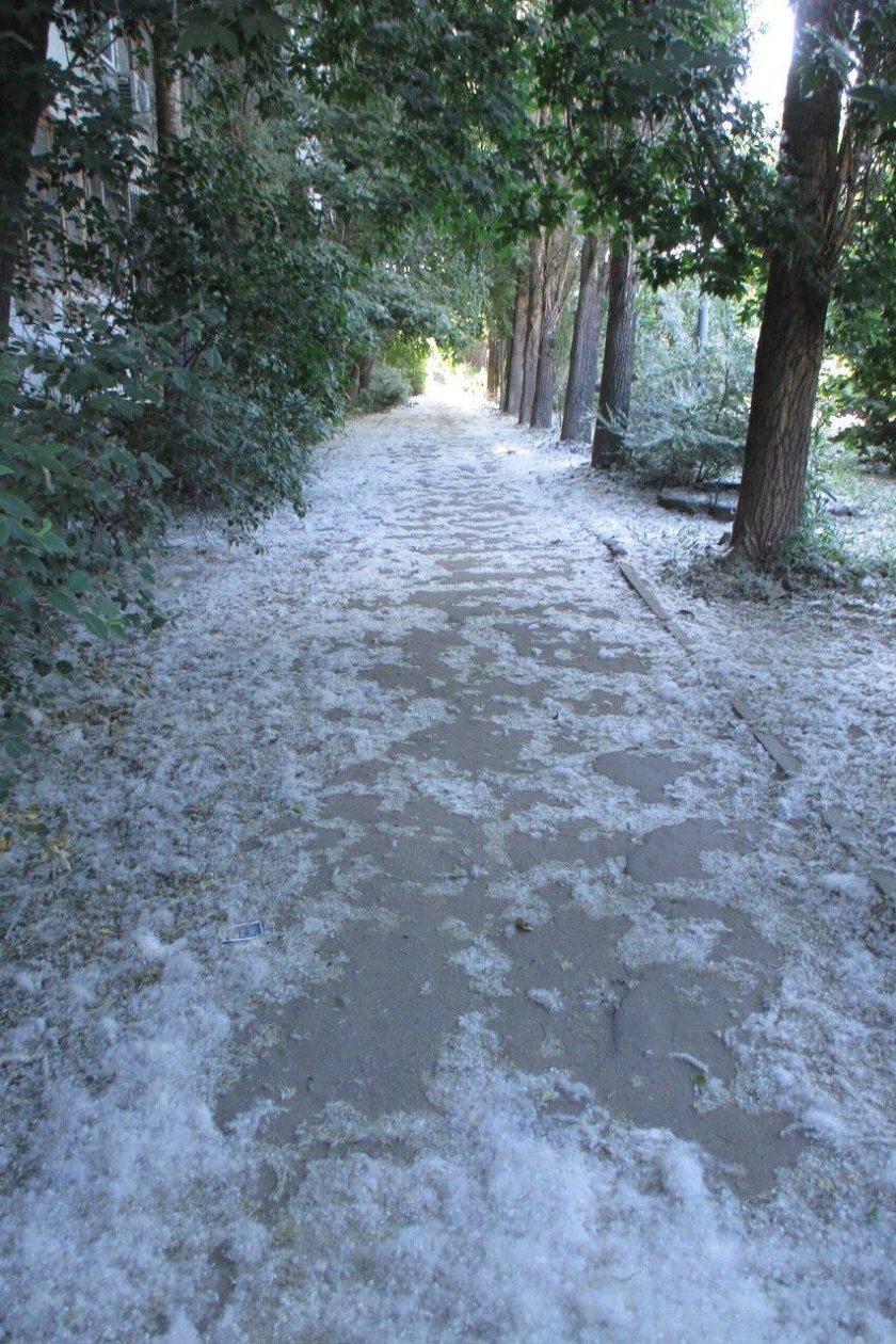 Тополиный пух