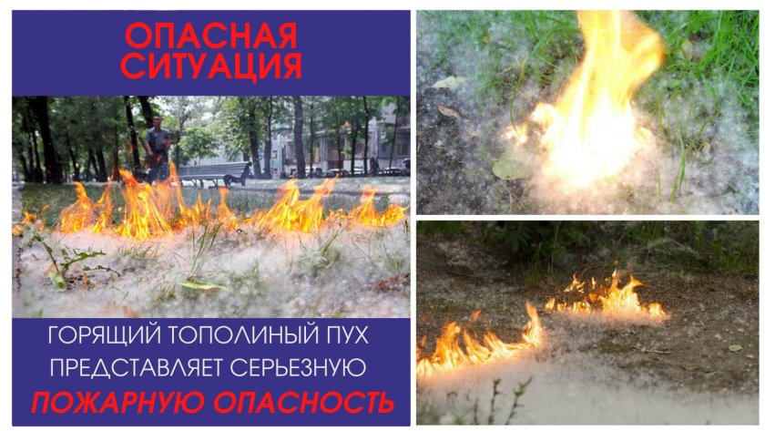 Тополиный пух пожарная безопасность