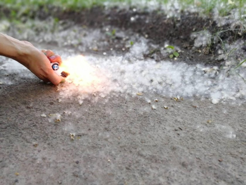 Горящий Тополиный пух