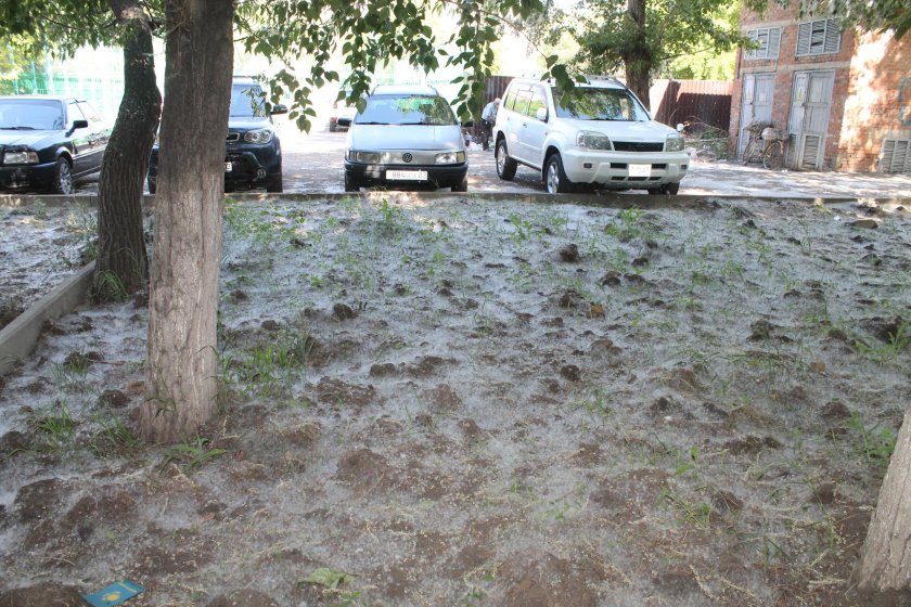 Тополиный пух