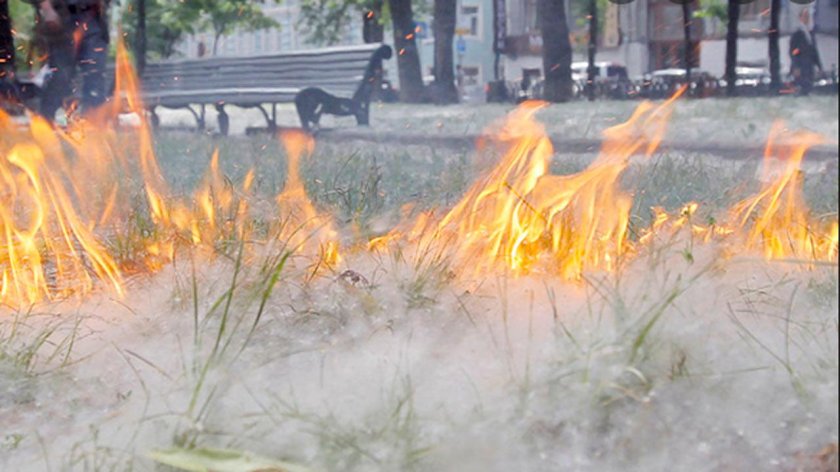 Дети подж гают Тополиный пух