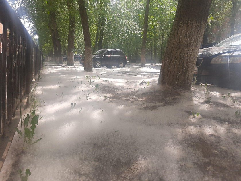 Тополиный пух в СПБ