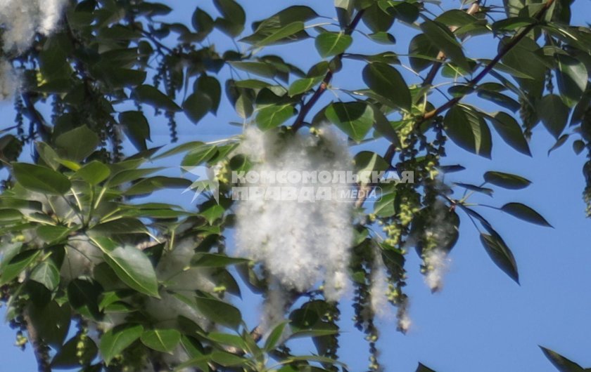 Тополиный пух фильм 2023