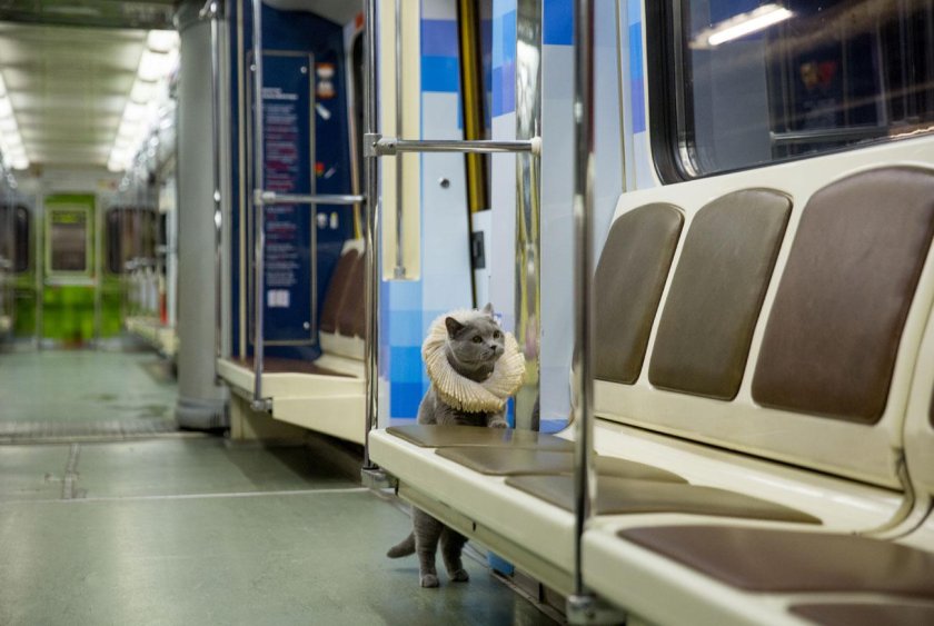 Еж Арбатско-Покровская линия