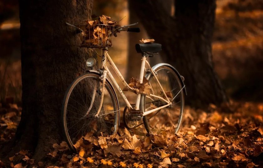 Велосипед в лесу