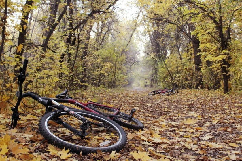 Велосипед в лесу