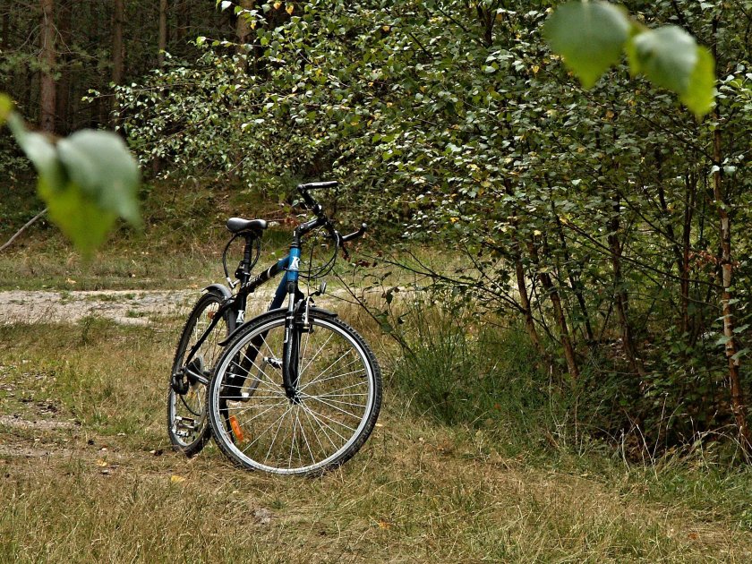 Велосипед в лесу