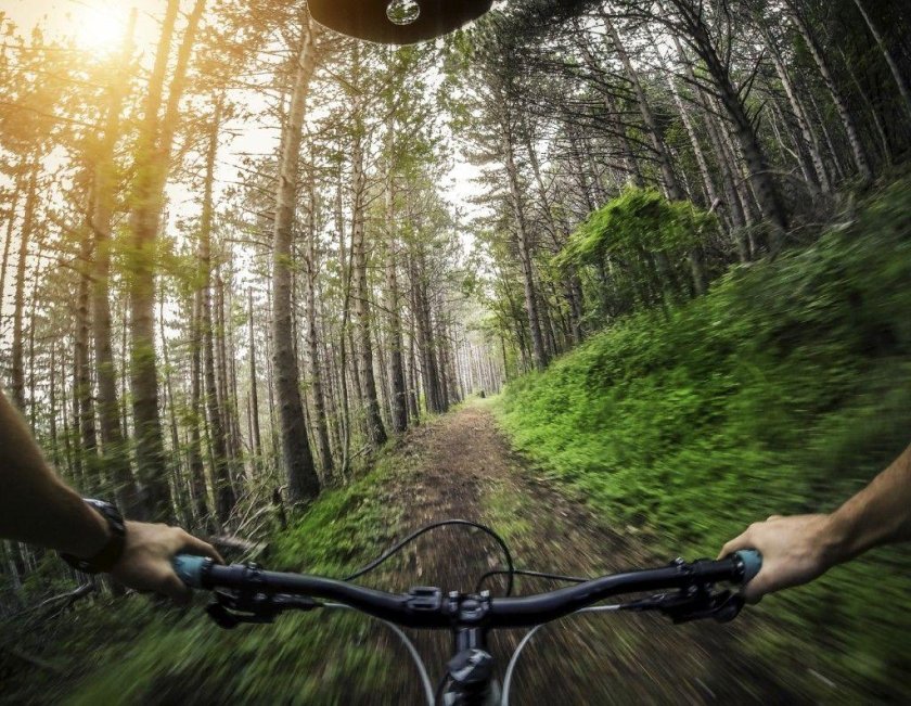 Велосипед в лесу