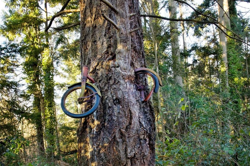 Велосипед в дереве